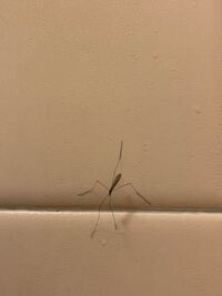 アリさんマークの引越社のcmで 赤井英和さんの なんでやろなぁー の Yahoo 知恵袋