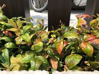 オタフクナンテンが庭の日当たりの良い場所に植えてあります。 9月に引っ越してきて、しばらくしたら枝が伸びて来て全体の形が悪かったので整えるために枯れている葉が付いている枝を切り揃えました。
ガーデニングは無知なので不格好になりましたが...

ネットで調べてみると初心者向けだそうですが、葉が枯れてきてしまいます。
水はしばらく晴れの日が続いた時にあげています。肥料はあげていません。
また、写...