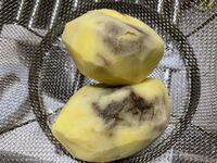 じゃがいもむいたら全部こんな感じだったんですが腐ってるんですか 食べれな Yahoo 知恵袋