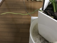 観葉植物セローム ホープ根っこが鉢からはみ出してきました 植 Yahoo 知恵袋