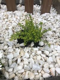 外構業者さんが花壇に飾り で白い石を敷きつめてくれました 花 Yahoo 知恵袋