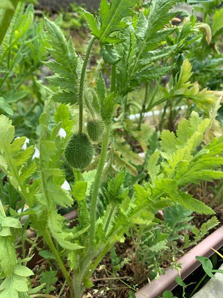 この植物はなんですか 花が咲きそうです 葉っぱは大根の葉のような Yahoo 知恵袋