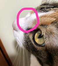 飼い猫の鼻に何やら出来物が ウチの飼い猫 ５歳 の鼻 Yahoo 知恵袋