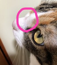 飼い猫の鼻に何やら出来物が ウチの飼い猫 ５歳 の鼻 Yahoo 知恵袋