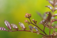 花山椒の摘み取る時期は花が咲いてからか開く前の方がいいのでしょうか Yahoo 知恵袋