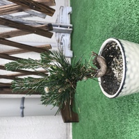三河黒松の小さな盆栽です
初心者で良し悪しが分かりません
お詳しい方、1000円だと
買いでしょうか、、 