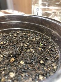 ラベンダーの種を播いたのですが 何も変化がありません ９月の初め頃に植えて Yahoo 知恵袋