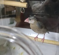 換羽期の文鳥の開口呼吸今日 生後3ヶ月の文鳥が開口呼吸をして Yahoo 知恵袋