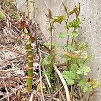 イタドリですが スカンポと呼ばれる太く茎の赤いものに成長するもの Yahoo 知恵袋