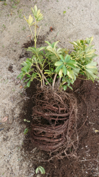 根が植木鉢の底からはみ出して伸びていたので 根詰まりしてるかと鉢を割っ Yahoo 知恵袋