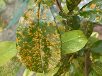 ボケの花が毎年今頃の時期に葉が黄色の斑点が付き 葉がべっとりとしてしま Yahoo 知恵袋