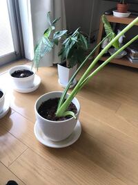 観葉植物 クワズイモの葉ダニ対策について教えて下さい クワズイモの葉 Yahoo 知恵袋