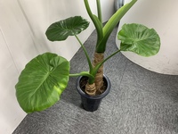 クワズイモの再生方法今年の５月からかわいがっていたクワズイモが 突然折 Yahoo 知恵袋