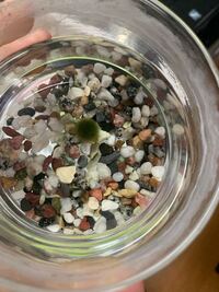 まりもの水換えを2年間ぐらいせずに放置していたのですが死んでいると Yahoo 知恵袋