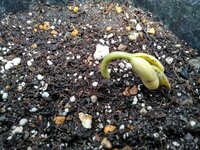 家庭菜園 インゲン豆の発芽について教えて下さい プランター Yahoo 知恵袋