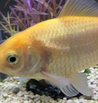 金魚体表の異変について教えてください 金魚の側線状の鱗5枚程 Yahoo 知恵袋