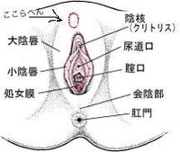 赤丸で示した所なのですが毛の方に近く 押すと少し痛いです ま Yahoo 知恵袋