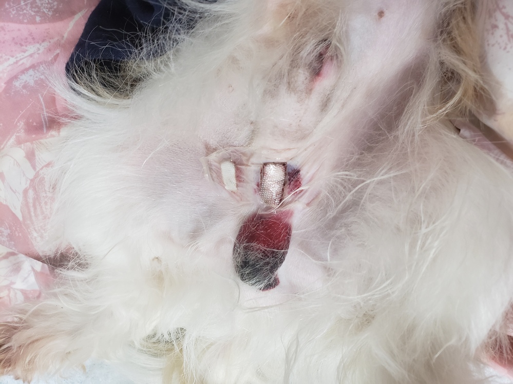 犬の去勢手術後の質問です昨日 シーズーの飼い犬が去勢手術を終 Yahoo 知恵袋