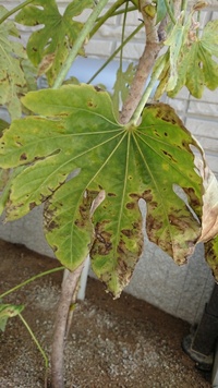 庭に植えたヤツデが 一ヶ月ほど経ったのですが葉に茶色の斑点が沢山出てき Yahoo 知恵袋