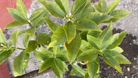 リスボンレモンを4月1週目に地植えしたのですが最近 葉が落ちてしまって Yahoo 知恵袋