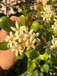 この花は銀木犀とおもっていたら 今咲いてるのに 銀木犀は秋に咲くそうな Yahoo 知恵袋