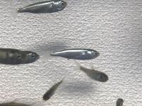 岡山の旭川で網で取りました 群れでいました ハヤの稚魚 Yahoo 知恵袋