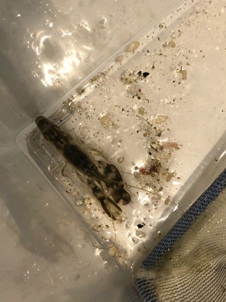 海水水槽からパチパチ音がしたのでシャコかと思い取り出すと Yahoo 知恵袋