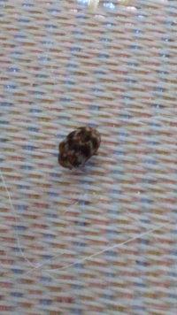 最近部屋の布団やカーテンにこの虫がついてることがあります Yahoo 知恵袋