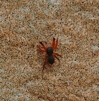 家の中に蜘蛛 赤茶色で足がやや長くスレンダーな蜘蛛です 害 Yahoo 知恵袋