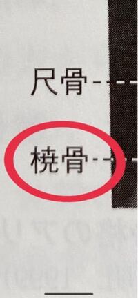 なんと読みますか 橈骨と同じですか Yahoo 知恵袋