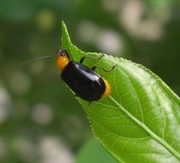 マユミを食害するこの昆虫の名前と駆除方法を教えていただけたら幸いです Yahoo 知恵袋