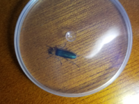 緑色の光沢がある虫が家の中に入ってきたんですが、なんという虫かわかりますか？ 