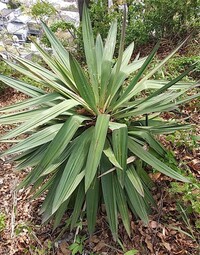 植物の名前と枯らす方法教えてください パイナップルの上部のような観葉植 Yahoo 知恵袋