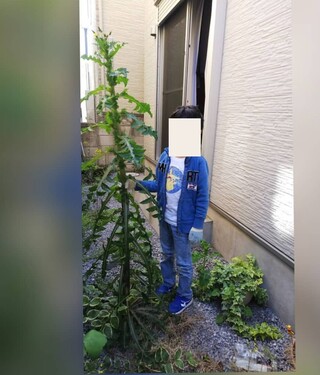 この植物の名前を教えてください この画像の子供が手に持っている植物の名 Yahoo 知恵袋