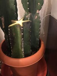 サボテンが上から黒くなってたのですが 表面が黒くなってるとこ Yahoo 知恵袋