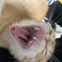 猫口の中に黒い点はなんでしょうか 生後二ヶ月半の子猫の下の前歯の間に黒 Yahoo 知恵袋