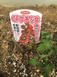 先日植えたミニトマトが根切り虫だと思うのですが 噛み切られていました Yahoo 知恵袋