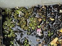 水草の水上栽培って 種類問わずになんでも増えるんですか 家にある水槽の Yahoo 知恵袋