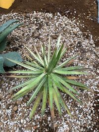 もうすぐ花が咲きそうなアガベアテナータを購入しました 調べるとこの植物 Yahoo 知恵袋