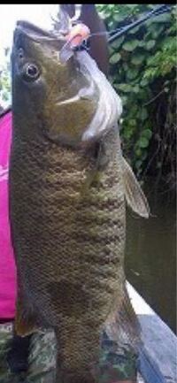 画像の魚はなんていう名前の魚ですか 友達がゴールデンリバーフィッ Yahoo 知恵袋