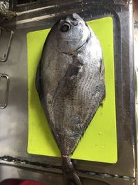 千葉県館山市で釣ったんですが何という魚かわかる方いらっしゃいますか Yahoo 知恵袋