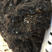 ベランダの植木にウジ虫が湧きました 駆除方法を教えて下さい 今 紫の綺麗 Yahoo 知恵袋