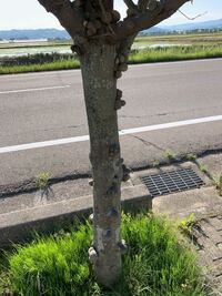 この木は病気ですか？コブだらけなんですけど。 - こぶ病だと思います 