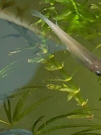 スジエビってメダカを食べますか メダカの大人を食べない場合 稚魚や Yahoo 知恵袋