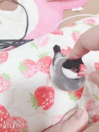 皆さんが飼っているorむかし飼っていた文鳥さんの可愛いところ教えてくだ Yahoo 知恵袋