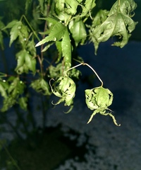 植木初心者です 紅葉を植えて毎日水やりしていたのですが 最近 Yahoo 知恵袋