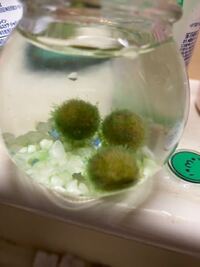 まりもは死んでしまったら水面に浮いてくると聞いたのですが 死んだら茶色になる Yahoo 知恵袋