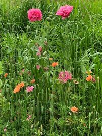 これの背の高いピンクの花の名前を教えてください 植えては Yahoo 知恵袋