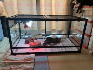 フトアゴヒゲトカゲの飼育ケースですケージはパンテオンの9045です バ Yahoo 知恵袋