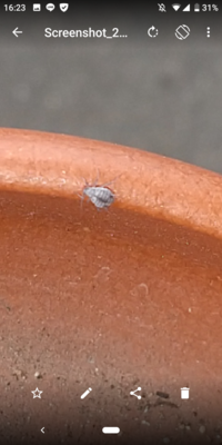 虫に詳しい方玄関周りに灰色の小さい虫が大量に発生しています 家の前の下水管工事後 教えて 住まいの先生 Yahoo 不動産